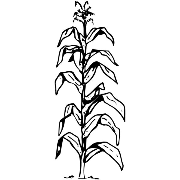 GRAIN006 Thumbnail
